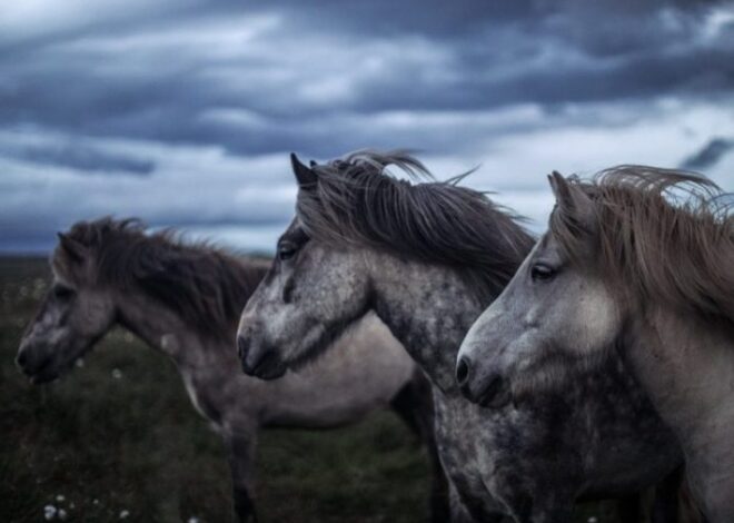 Equine Herpes Outbreak Confirmed in Gem County, Idaho Horse